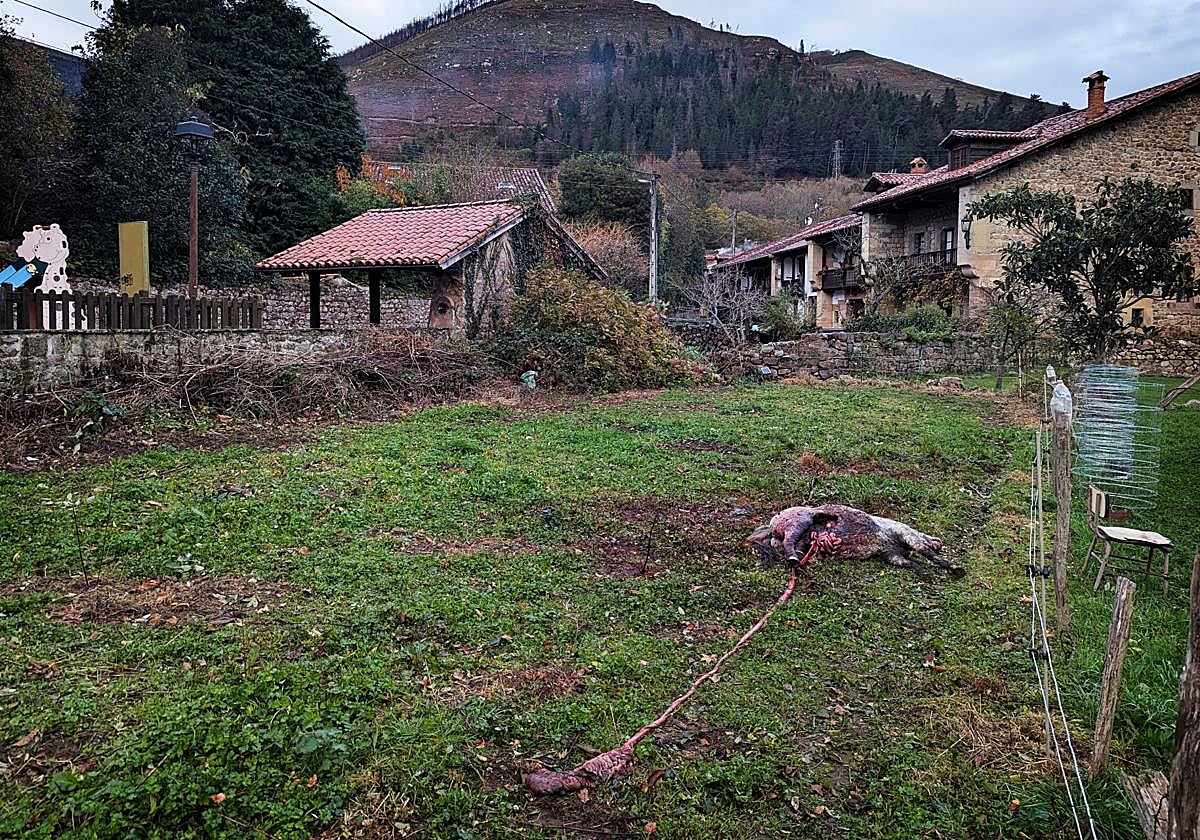 Restos de una oveja atacada por un lobo la semana pasada en Renedo de Cabuérniga.