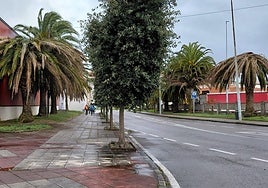 Palmeras afectadas en la carretera de acceso a Santoña.