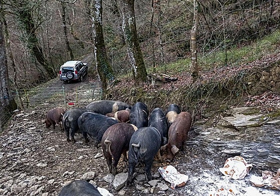 Una piara come en la explotación extensiva que regenta José María Alonso en la localidad de Sangas, en el municipio de Soba.