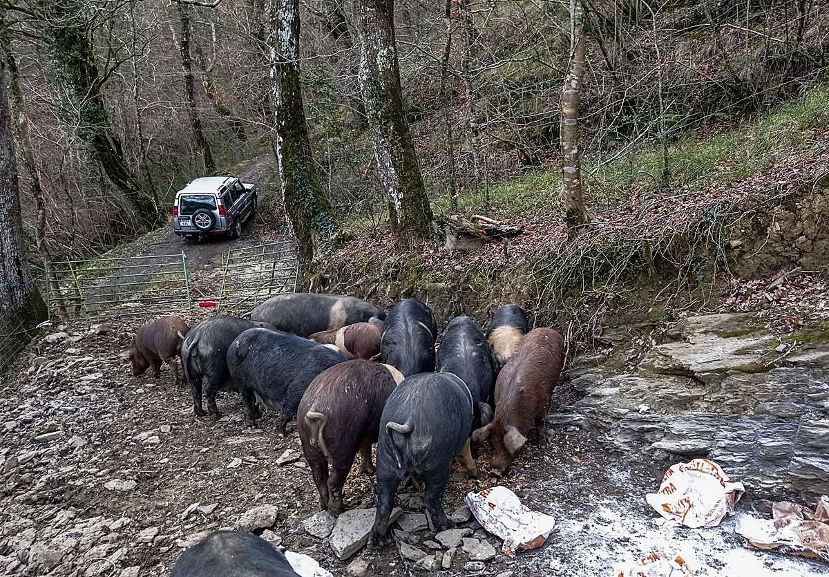 Una piara come en la explotación extensiva que regenta José María Alonso en la localidad de Sangas, en el municipio de Soba.