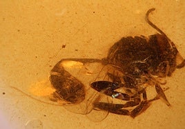 Ejemplar de 'Cretevania orgonomecorum' en el ámbar de El Soplao.