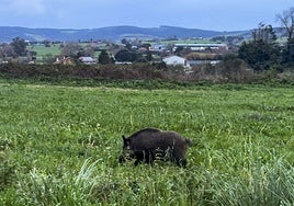 Un jabalí campa a sus anchas por los alrededores de Latas.