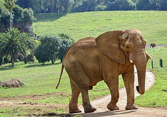 Jums en Cabárceno en una foto de archivo.