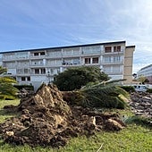 Palmeras en el parque.