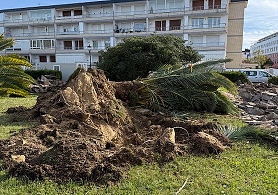 Palmeras en el parque.
