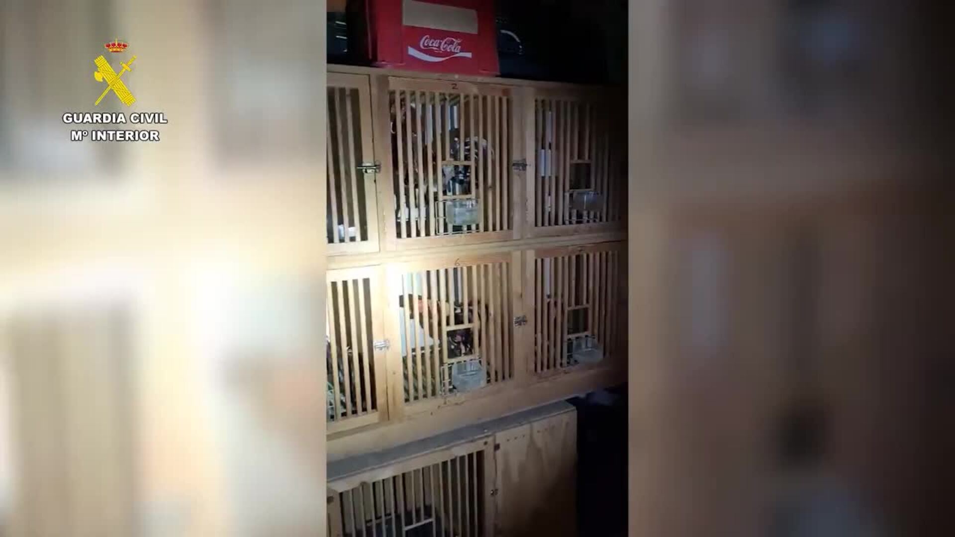 A prisión dos hombres tras intervenir dos rifles y 895 plantas de marihauna en Nacimiento