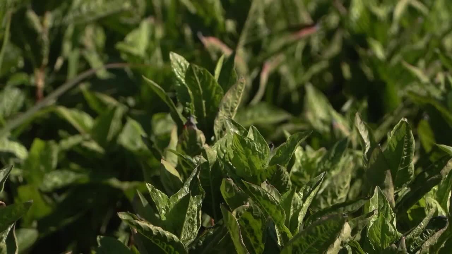Emprendedores transforman índigo natural en pigmento azul para textil en el norte de Cáceres