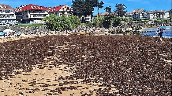 Cantabria sopesa reclamar al Ministerio el coste por retirar algas asiáticas en Noja