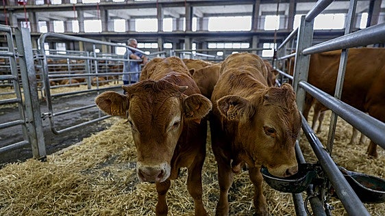 Menos animales y caída de precios en la feria cántabra