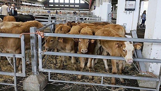 La feria alcanza los 1.685 animales por el auge de la recría