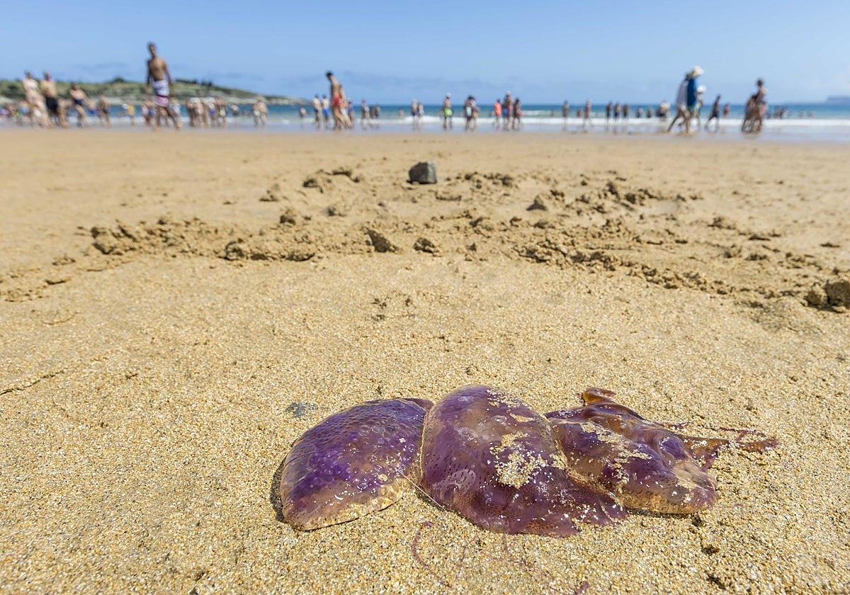 Una medusa en un arenal cántabro.