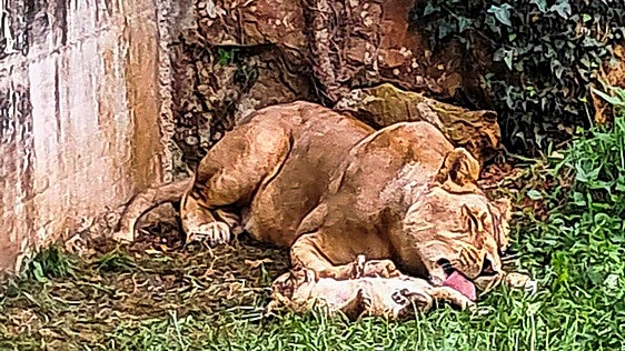 Cabárceno da la bienvenida a una nueva cría de león africano