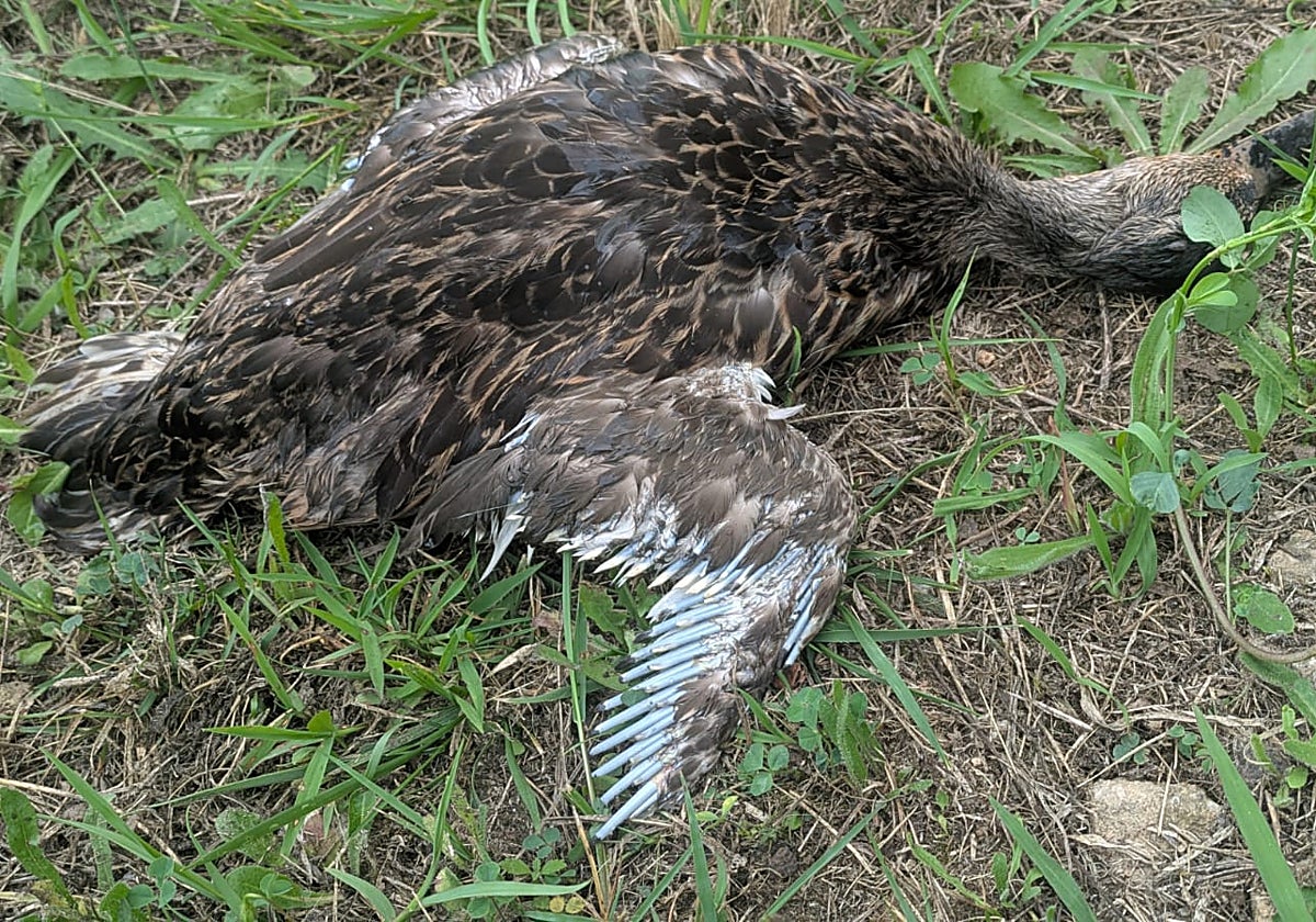 El Gobierno descarta la gripe aviar y newcastle en las aves muertas en la ría de San Martín de Suances