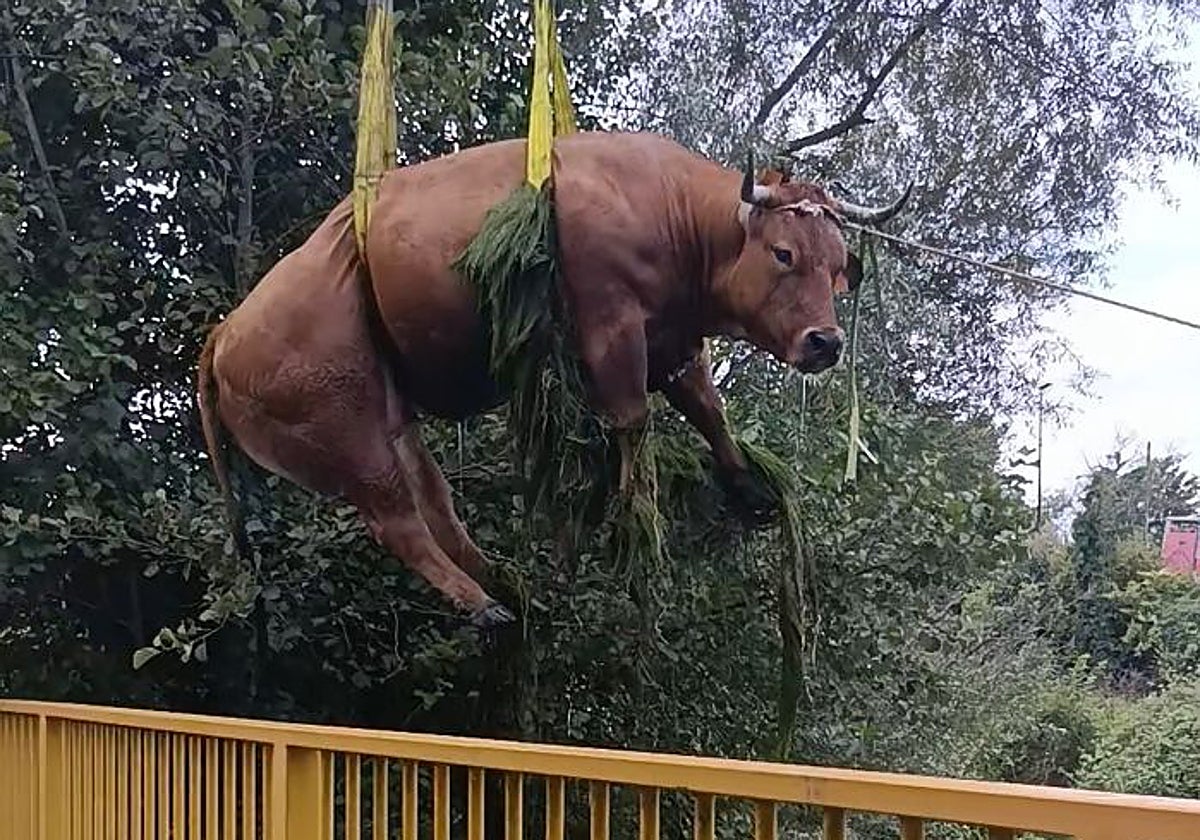 Dos vacas se escapan durante cinco horas del matadero de Torrelavega