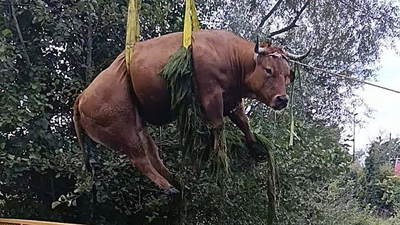 Dos vacas se escapan durante cinco horas del matadero de Torrelavega