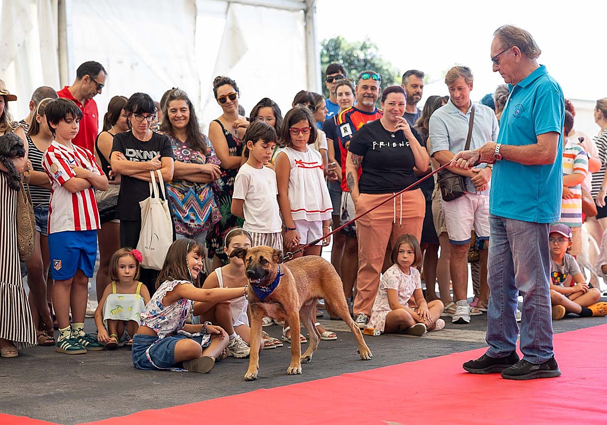 El desfile canino de Liencres consigue un hogar para la galga Honey