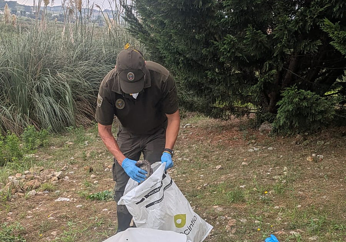 El Gobierno eleva a 44 las aves muertas en la ría San Martín de Suances, pero sigue sin determinar la causa