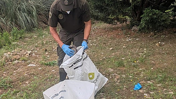El Gobierno eleva a 44 las aves muertas en la ría San Martín de Suances, pero sigue sin determinar la causa
