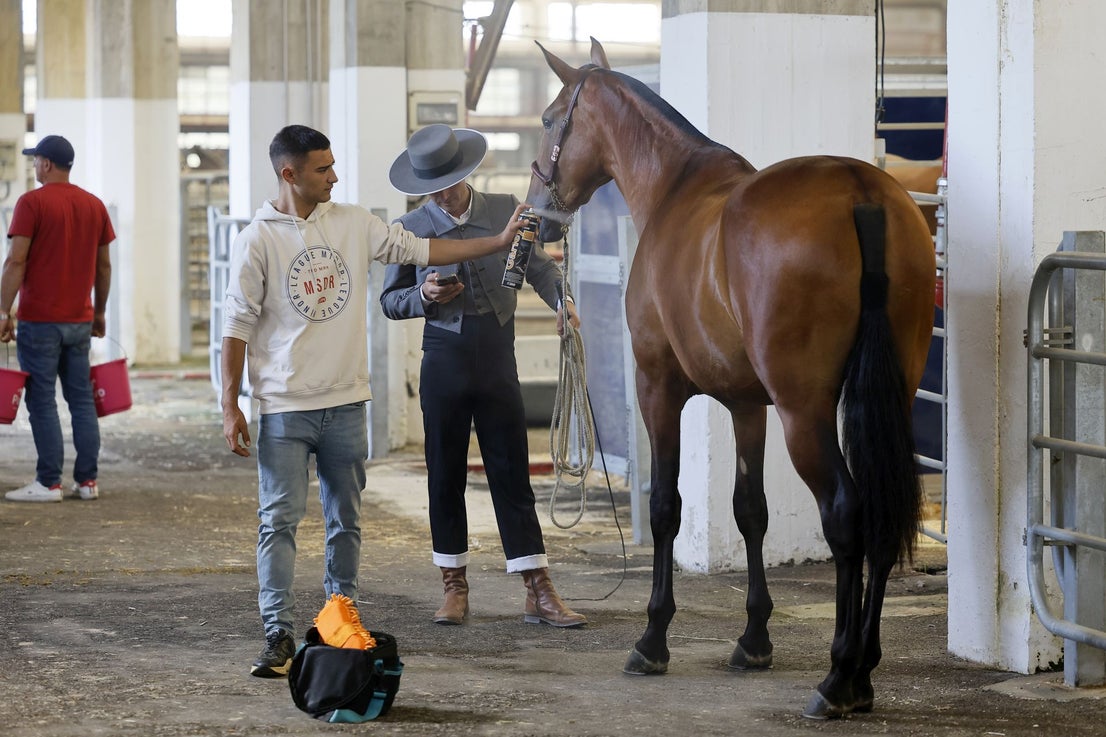 Laca, gomina y hasta aceite para preparar al caballo antes de su salida a pista.