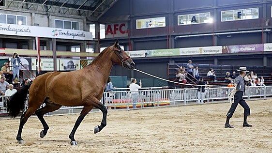 Los modélicos caballos del certamen