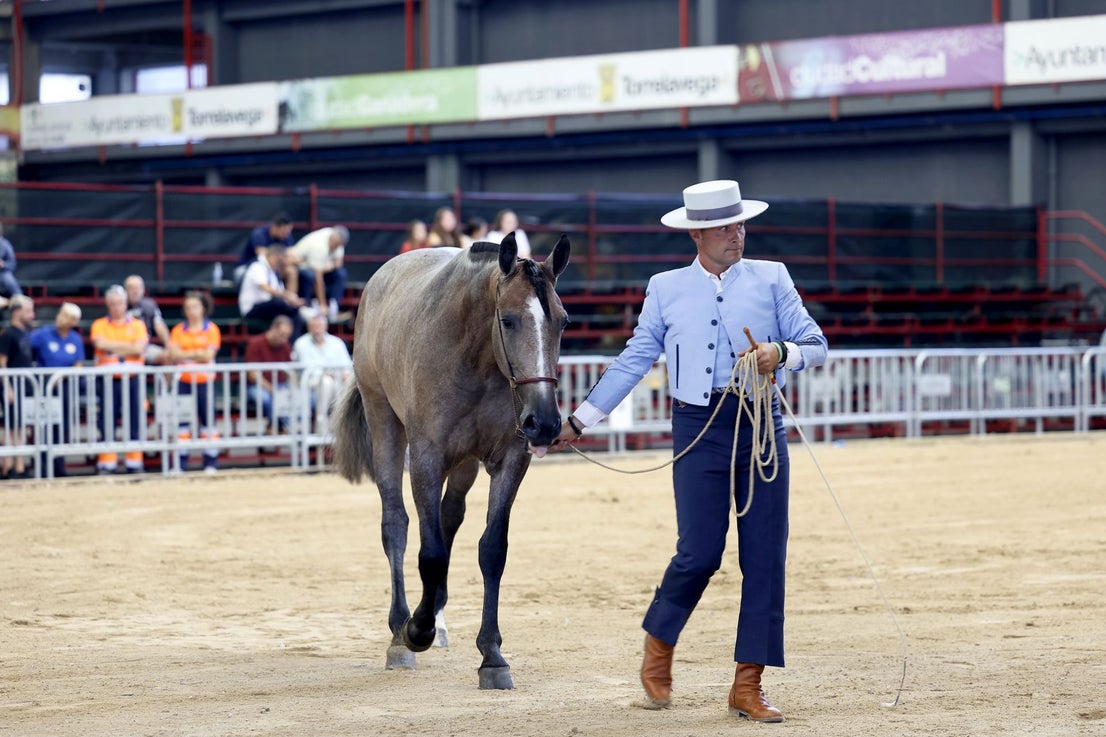 Dirigir al caballo delante de los jueces es una de las tareas más difíciles.