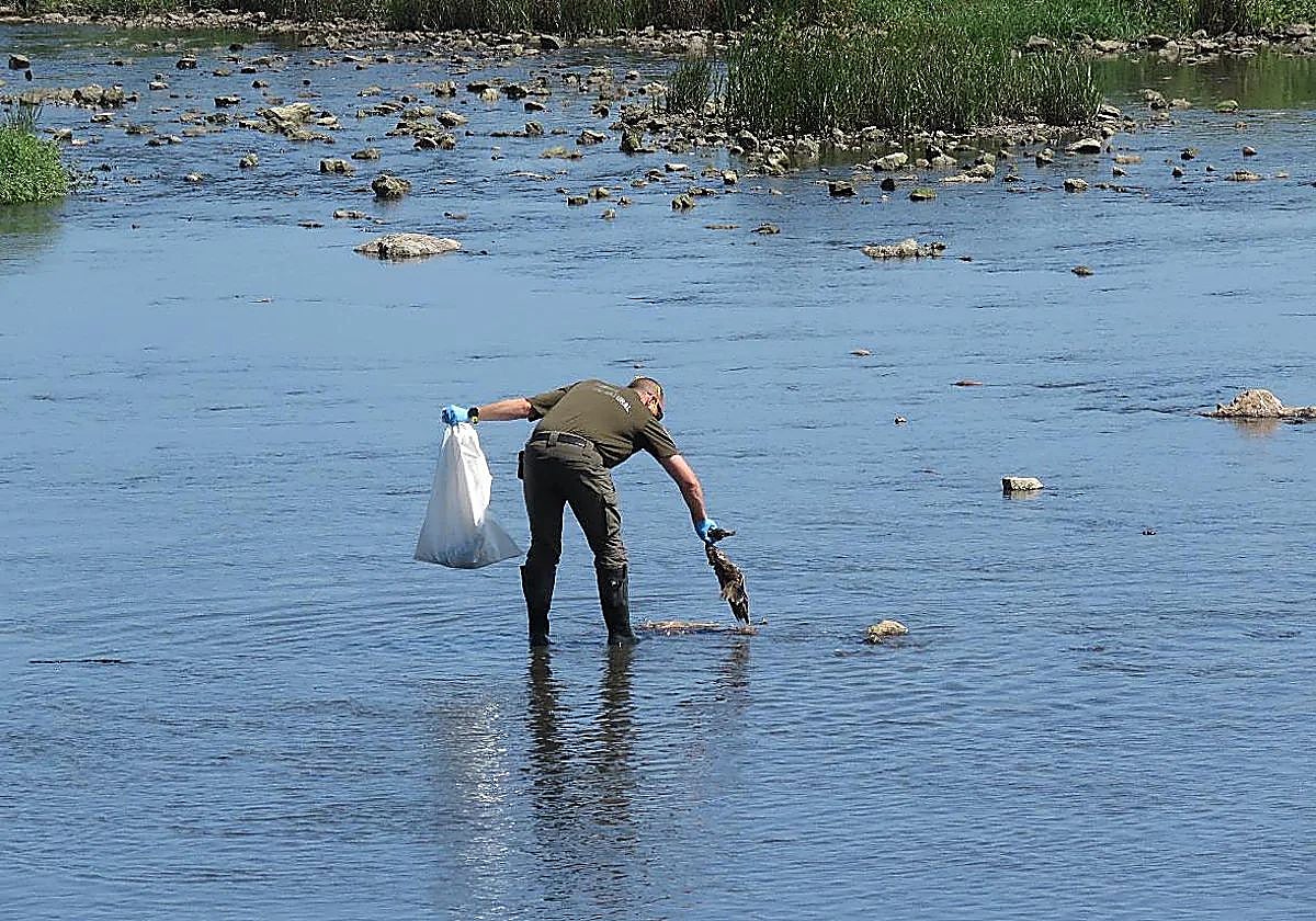 El Gobierno dice que no puede identificar la causa de las muertes de aves en Suances