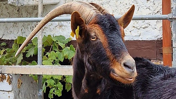 Roban una cabra al vecino de Ribamontán al Monte al que ya le quitaron cinco ovejas