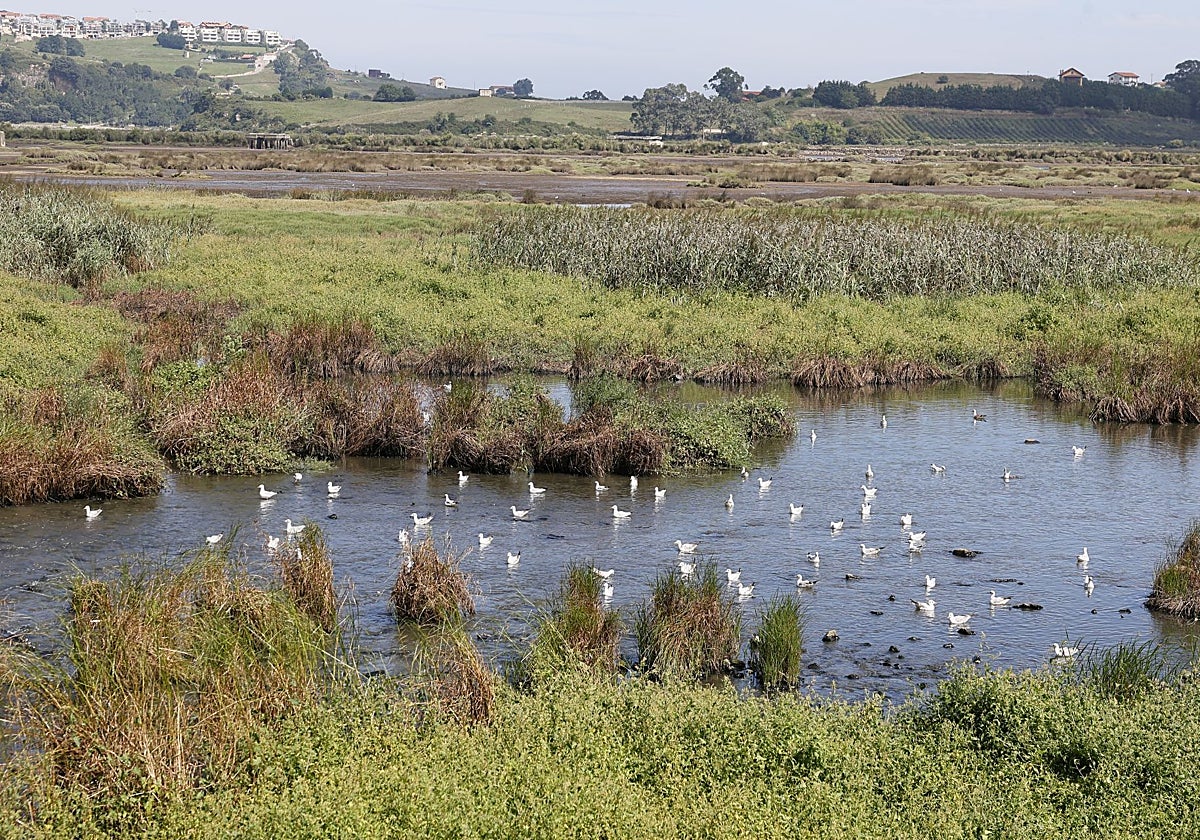 Ecologistas en Acción considera «inquietante» que no se determine la causa de las muertes en la ría de San Martín