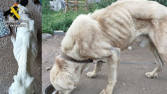 Investigan por presunto maltrato a los responsables de dos perros y un caballo