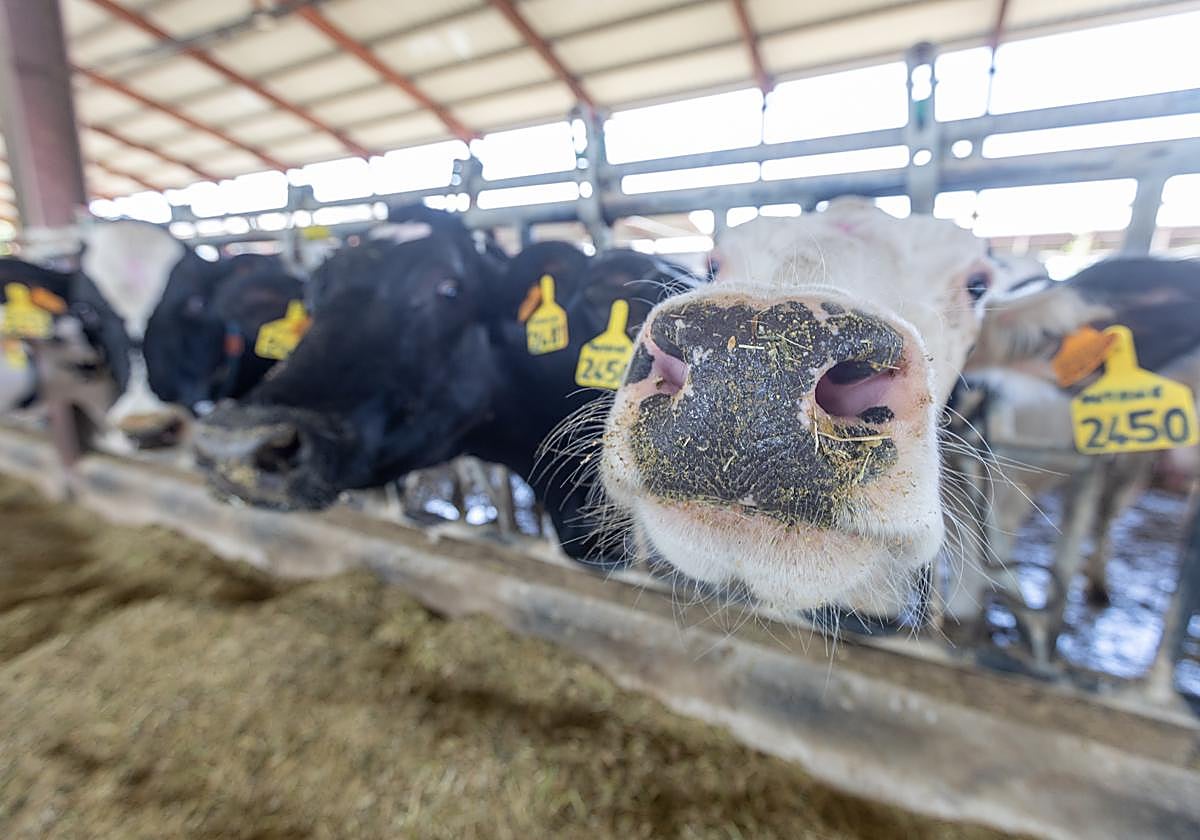 Cantabria detecta el primer caso de virus Shamonda, pero no suspenderá las ferias de ganado