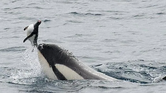 Una orca juega con un pingüino que acaba de cazar en aguas de la Antártida