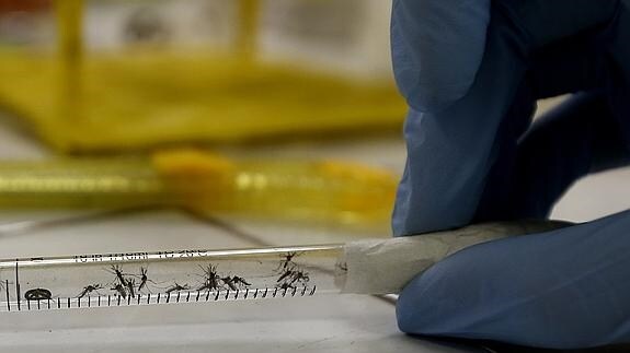 Una muestra de mosquitos en el Laboratorio de Biomedicina de la Universidad Federal de Río de Janeiro. 