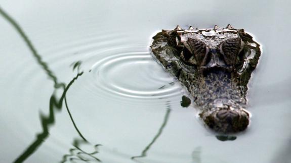 Un caiman espera bajo el agua para atacar a su presa.