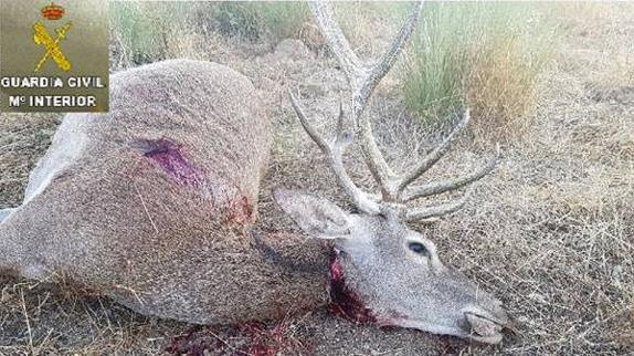 Imagen del la cabeza de venado descubierta por los agentes. 