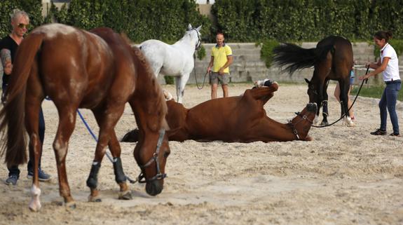 Unos caballos de competición.