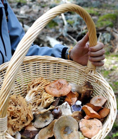 Setas recogidas en un monte de Soria. 