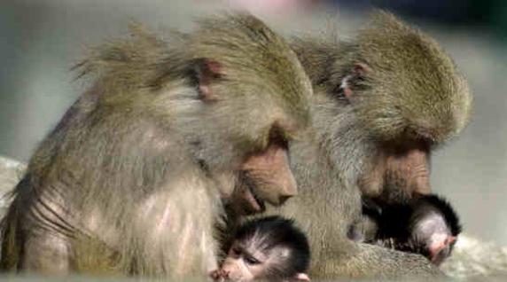 Babuinos hembras cuidas sus respectivas crías en el zoológico de Múnich. 