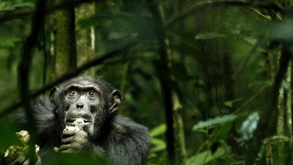 Chimpancé macho del Parque Nacional de Kibale. 