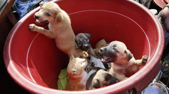 Prohibido comer carne de perro y gato en Taiwán.