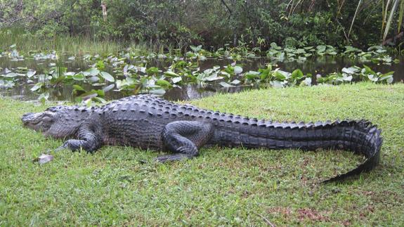 Un cazador muere devorado por dos cocodrilos en Zimbabue