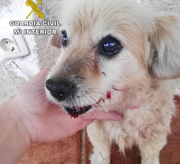 Detenido en Cáceres por pegar una patada a un perro al que tuvo que practicarse la eutanasia