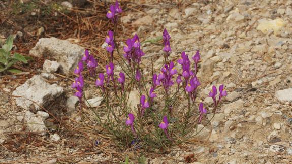 'Linaria becerrae' tiene flores con espolón largo y recto, intensamente violeta.