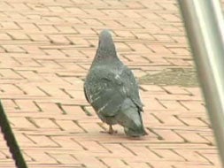 La Ordenanza establece la prohibición de matar pájaros./DM.
