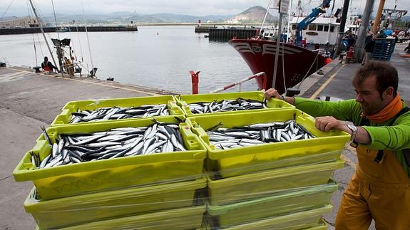 La flota regional ha capturado hasta ahora 2.000 cajas de bocartes.