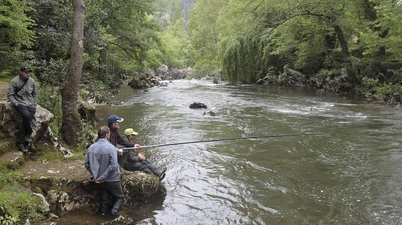 Aumentan los cupos de salmón en el Asón y el Pas para mejorar la especie