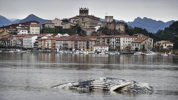 Vista de una ballena varada en San Vicente de la Barquera