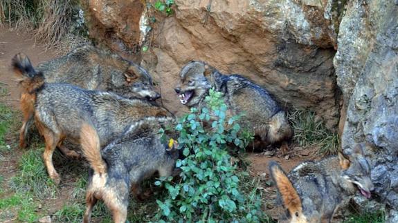 Cabárceno dice que los ocho lobos fueron sacrificados por razones de pervivencia y seguridad