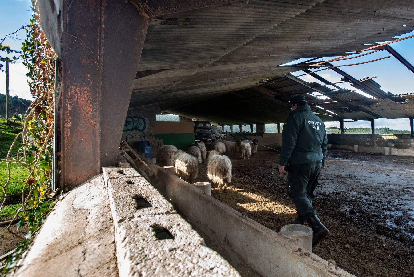 Encuentran seis animales muertos por inanición en un establo abandonado