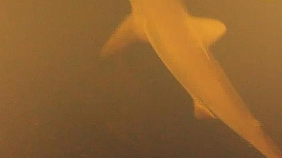 Tiburones que nadan en aguas volcánicas