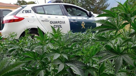 La Guardia Civil descubre en San Felices una casa llena "hasta la cuadra" de marihuana